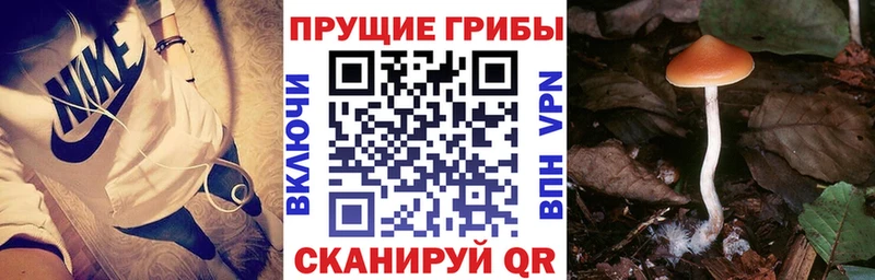 Псилоцибиновые грибы Psilocybine cubensis  Бородино 